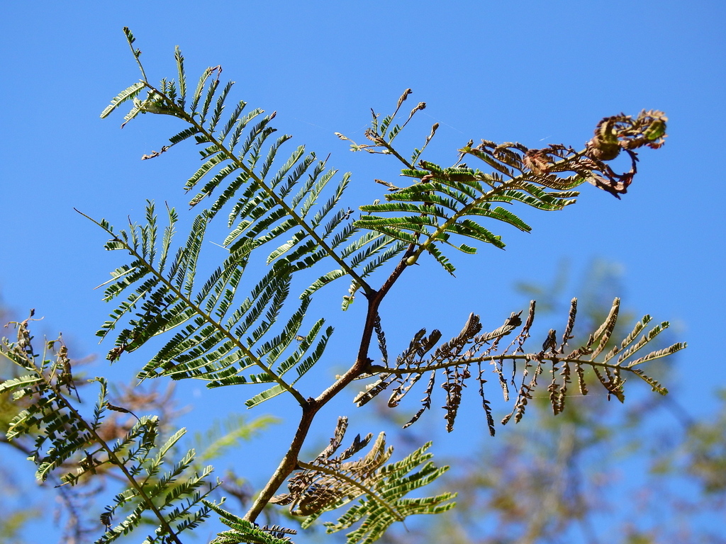 Vachellia aroma; photograph (c) Guillermo Debandi, some rights reserved (CC BY)
