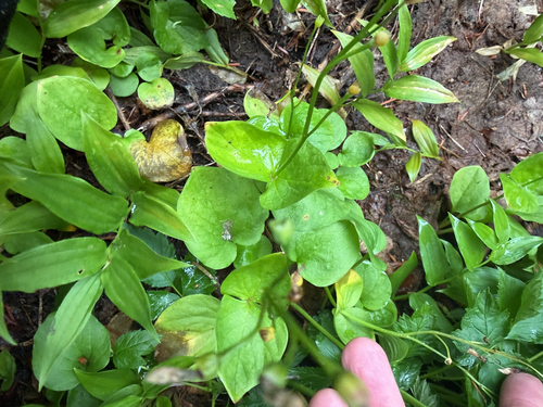 Claytonia cordifolia, photograph 4
