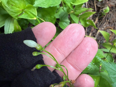 Claytonia cordifolia, photograph (c) jjfeiler, some rights reserved (CC BY)