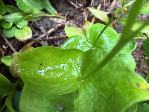 Claytonia cordifolia, photograph 3