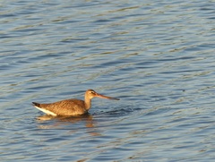Limosa haemastica