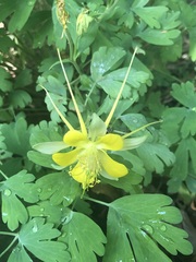 Aquilegia chrysantha