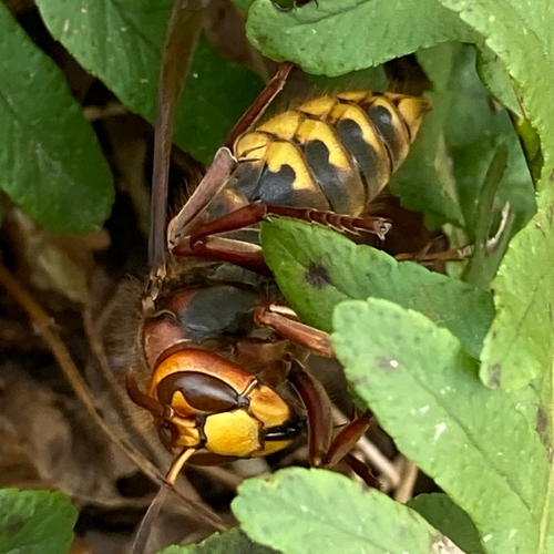 European Hornet