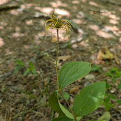 (c) Kevin Anderson, some rights reserved (CC BY) Clematis ochroleuca, photograph (c) Kevin Anderson, some rights reserved (CC BY)