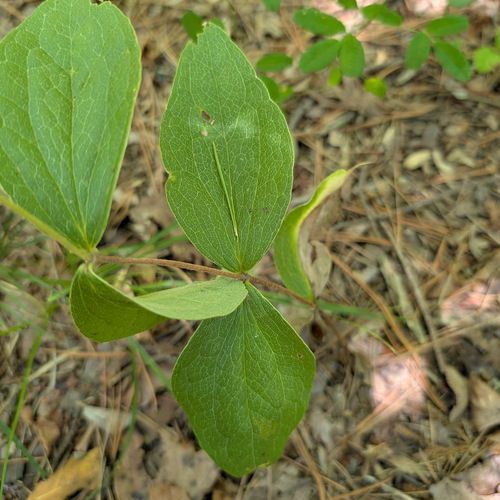 Clematis ochroleuca, photograph 3