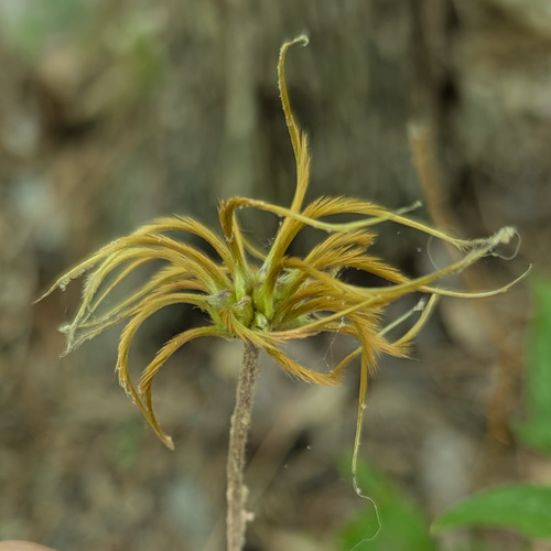 Clematis ochroleuca, photograph 2