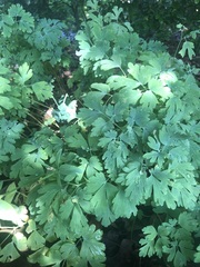Aquilegia chrysantha