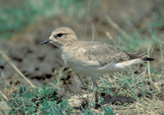 Charadrius montanus