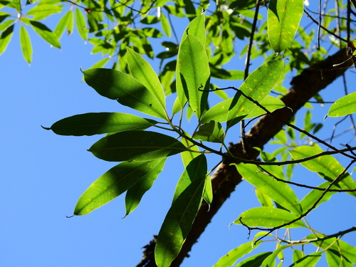 Sapium glandulosum, photograph 6
