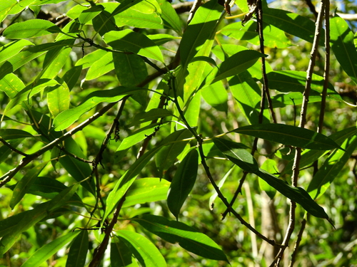 Sapium glandulosum, photograph 4