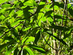 Sapium glandulosum, photograph (c) Guillermo Debandi, some rights reserved (CC BY)