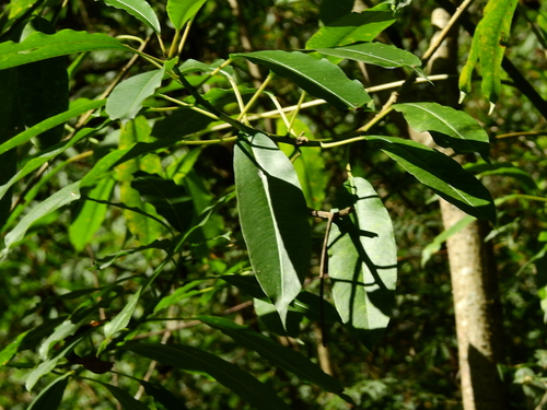 Sapium glandulosum, photograph 5