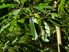 Sapium glandulosum, photograph (c) Guillermo Debandi, some rights reserved (CC BY)