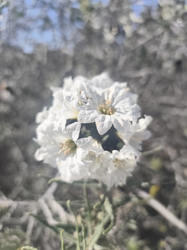 Cordia decandra, photograph 4