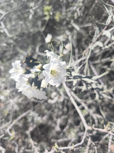 Cordia decandra, photograph 5