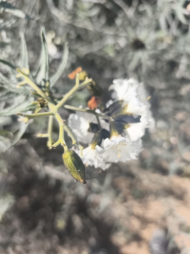 Cordia decandra, photograph 6
