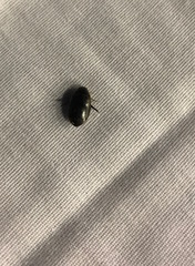 Thermonectus basillaris