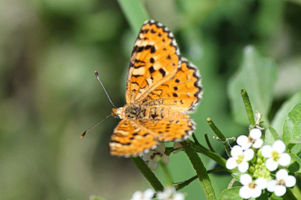 Baluchi Fritillary