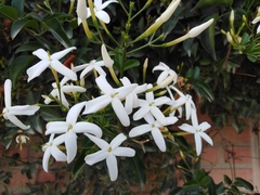 Bouvardia longiflora