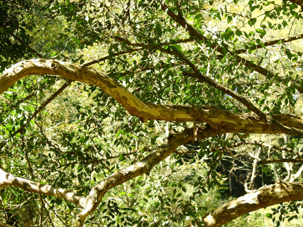 Myrcianthes pungens; photograph (c) Guillermo Debandi, some rights reserved (CC BY)