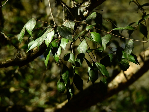 Myrcianthes pungens, photograph 3