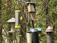 Spinus tristis tristis