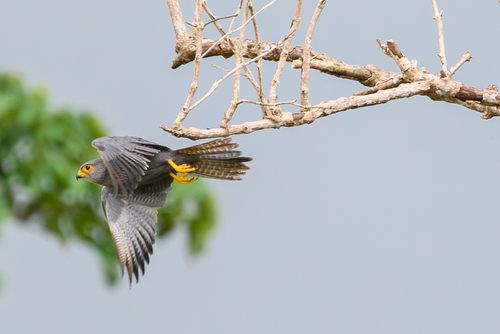 Gray Kestrel