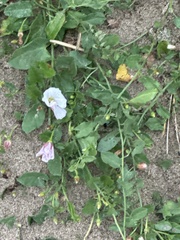 field bindweed