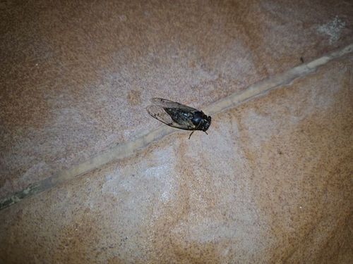 Common Cicada