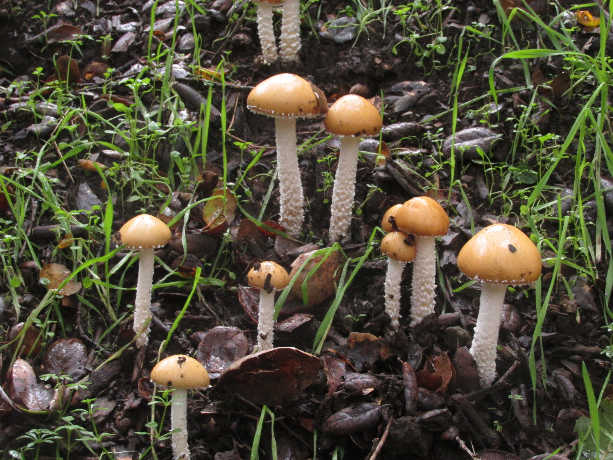 Stropharia ambigua image