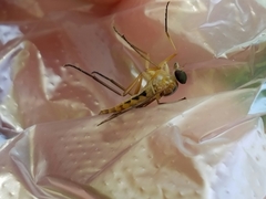 Rhagio albicornis