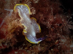 Prostheceraeus moseleyi
