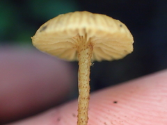 Tubaria recta
