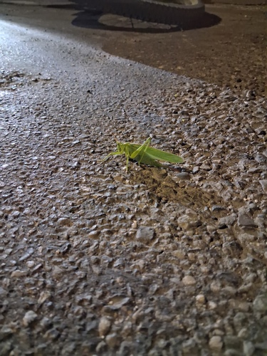 Great Green Bush-cricket