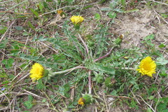 Taraxacum pectinatiforme