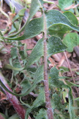 Taraxacum pectinatiforme
