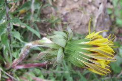 Taraxacum pectinatiforme