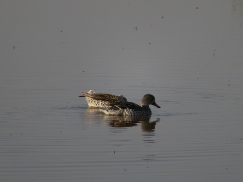 iNaturalist image