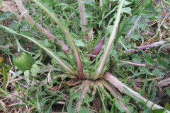 Taraxacum pectinatiforme