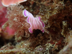 Prostheceraeus roseus