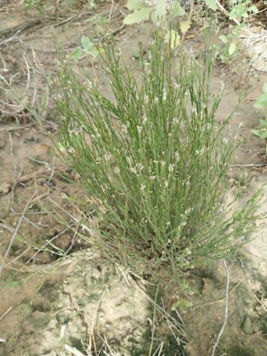 Broom Milkwort