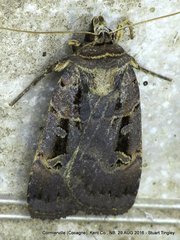 Pseudohermonassa tenuicula