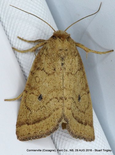 Photedes inops Grote, 1881