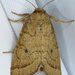 Spartina Borer Moth - Photo (c) Stuart Tingley, some rights reserved (CC BY-NC), uploaded by Stuart Tingley