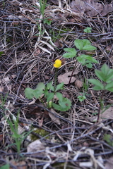 Ranunculus cassubicus imitans