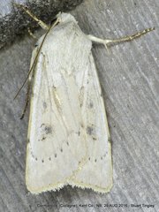 Agrotis vetusta