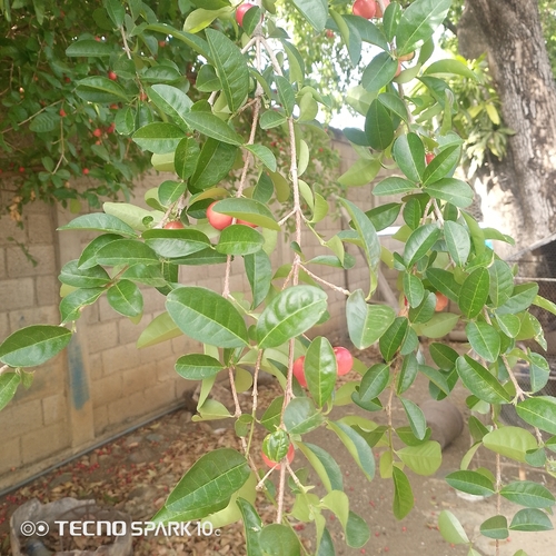 Acerola