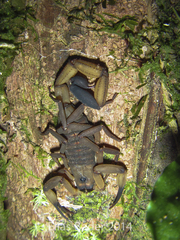 Centruroides limbatus