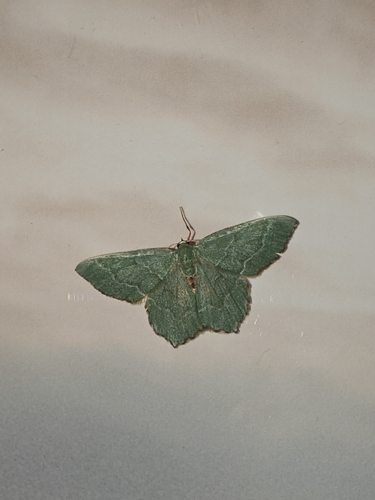 Common Emerald