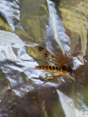 Rhagio albicornis